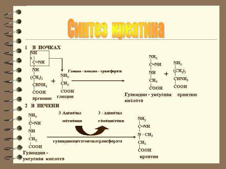1 В ПОЧКАХ NH 2 C=NH NH (CH 2)3 CHNH 2 COOH + NH