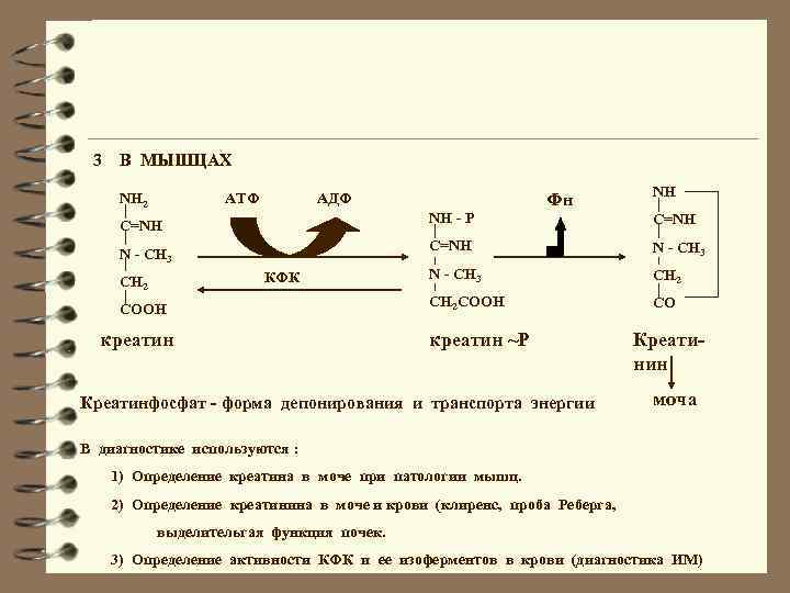 3 В МЫШЦАХ NH 2 АТФ АДФ NH NH - P N - CH