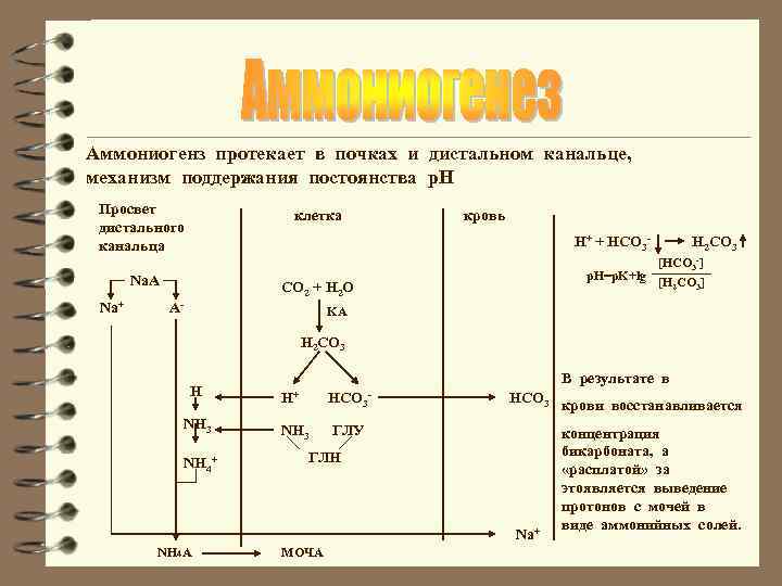 Аммониогенз протекает в почках и дистальном канальце, механизм поддержания постоянства р. Н Просвет дистального