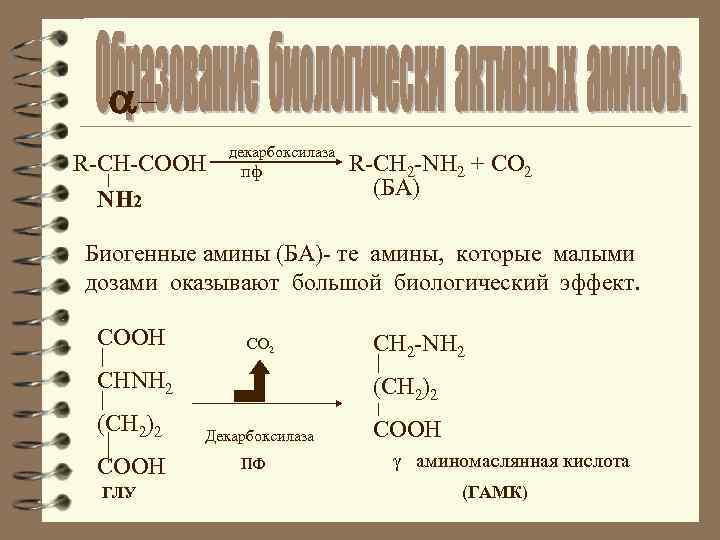  R-CH-COOH NH 2 декарбоксилаза пф R-CH 2 -NH 2 + CO 2 (БА)