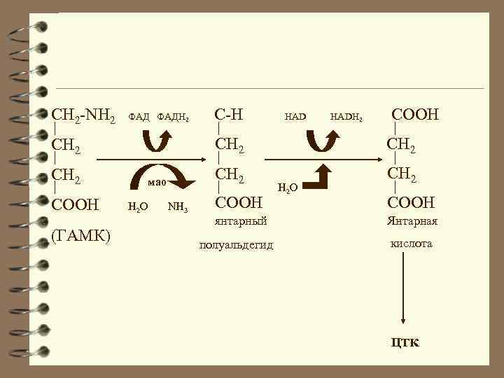 CH 2 -NH 2 ФАДH 2 COOH (ГАМК) HADH 2 СOOH CH 2 мао