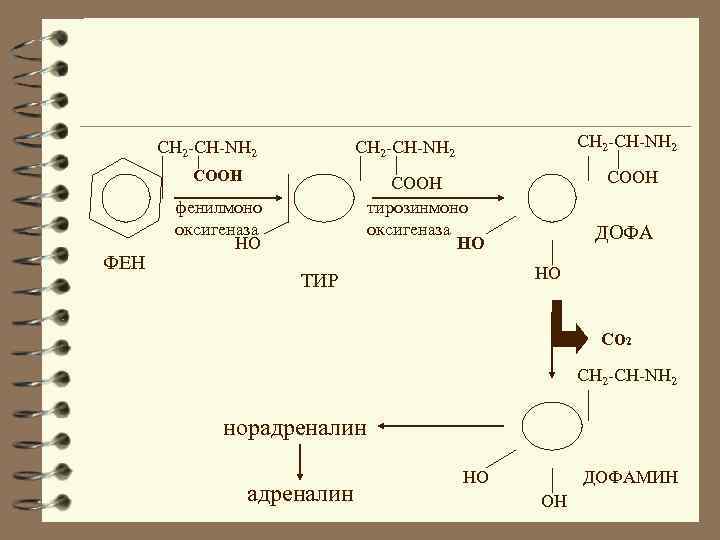 CH 2 -CH-NH 2 COOH ФЕН CH 2 -CH-NH 2 COOH тирозинмоно оксигеназа НО