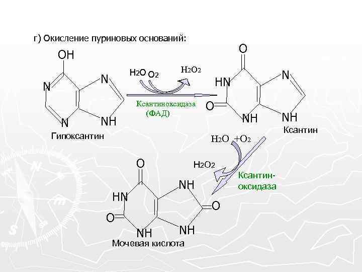 г) Окисление пуриновых оснований: O OH H 2 O O 2 N NH H