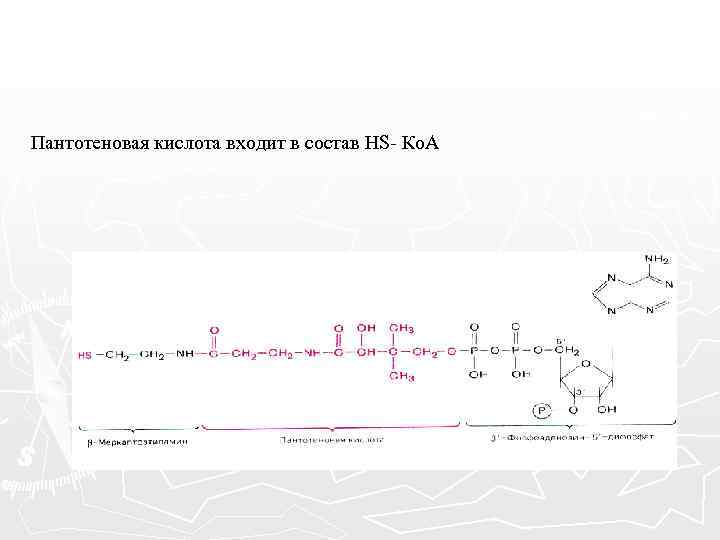 Пантотеновая кислота входит в состав HS- Ко. А 