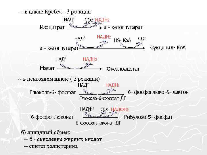 -- в цикле Кребса - 3 реакции НАД+ СО 2 НАДН 2 Изоцитрат а