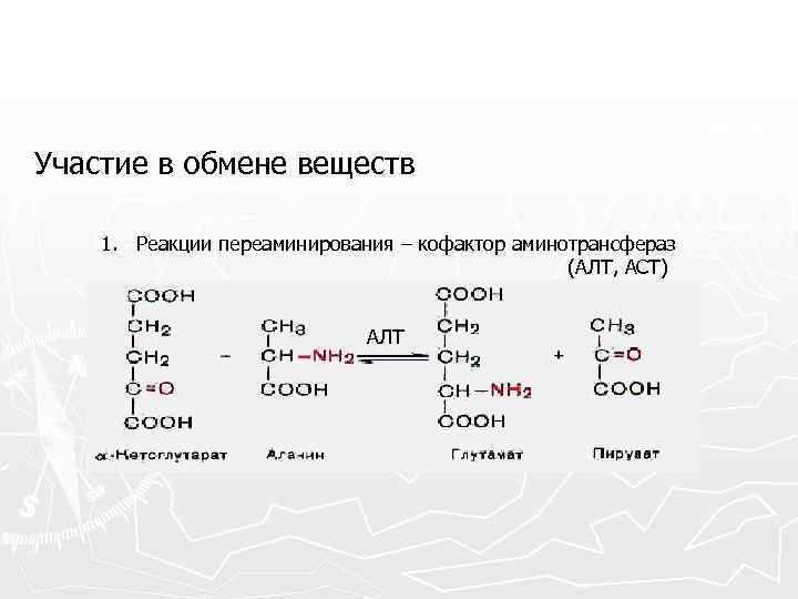 Участие в обмене веществ 1. Реакции переаминирования – кофактор аминотрансфераз (АЛТ, АСТ) АЛТ 