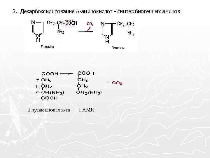 Схема трансляции биохимия