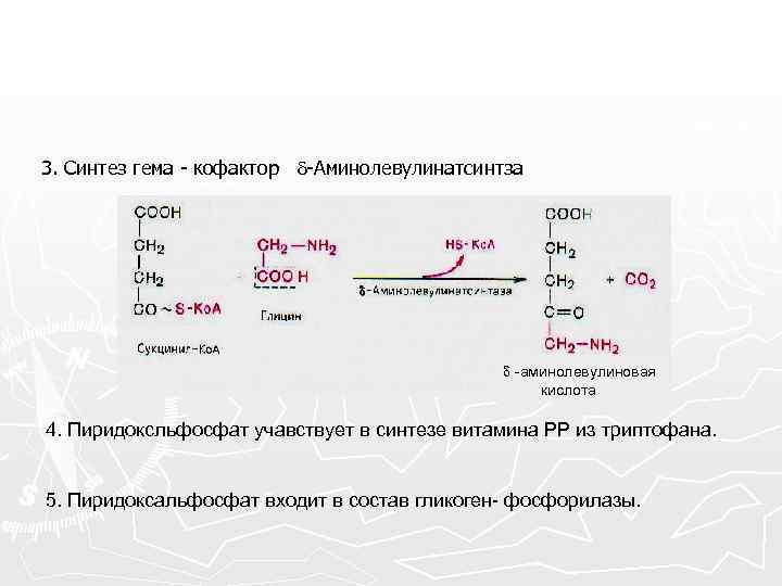 3. Синтез гема - кофактор -Аминолевулинатсинтза -аминолевулиновая кислота 4. Пиридоксльфосфат учавствует в синтезе витамина