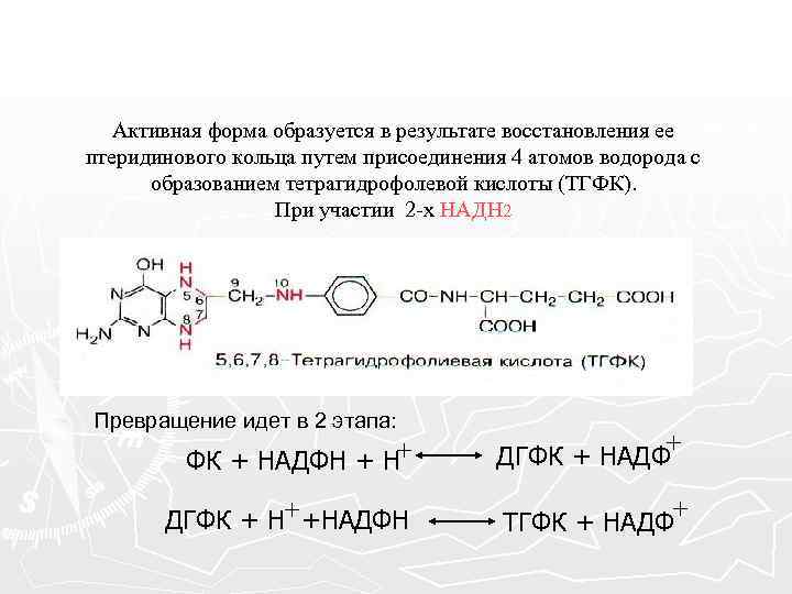 Активная форма образуется в результате восстановления ее птеридинового кольца путем присоединения 4 атомов водорода
