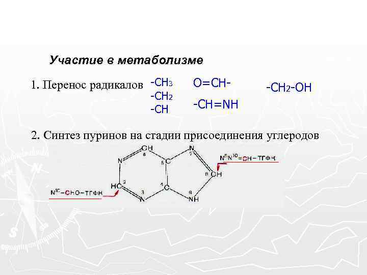 Участие в метаболизме 1. Перенос радикалов -СН 3 -СН 2 -СН О=СН- -СН 2