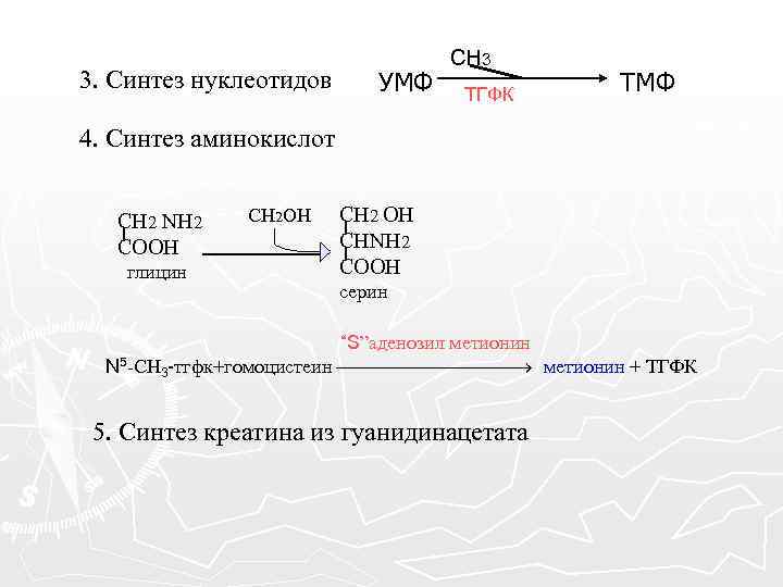 3. Синтез нуклеотидов УМФ СН 3 ТГФК ТМФ 4. Синтез аминокислот СН 2 NH