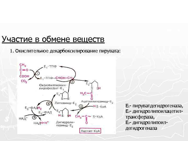 Участие в обмене веществ 1. Окислительное декарбоксилирование пирувата: Е 1 - пируватдегидрогеназа, Е 2