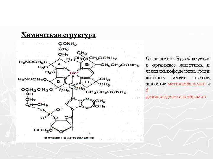 Химическая структура От витамина В 12 образуется в организме животных и человека коферменты, среди