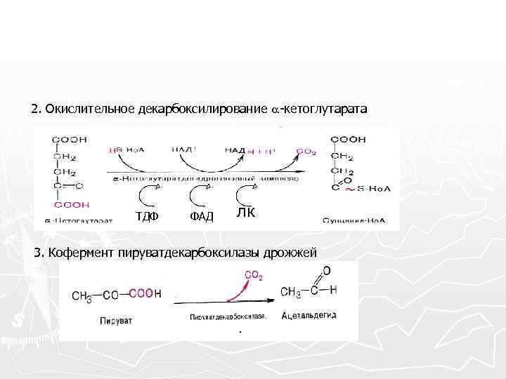 2. Окислительное декарбоксилирование -кетоглутарата ТДФ ФАД лк 3. Кофермент пируватдекарбоксилазы дрожжей . 