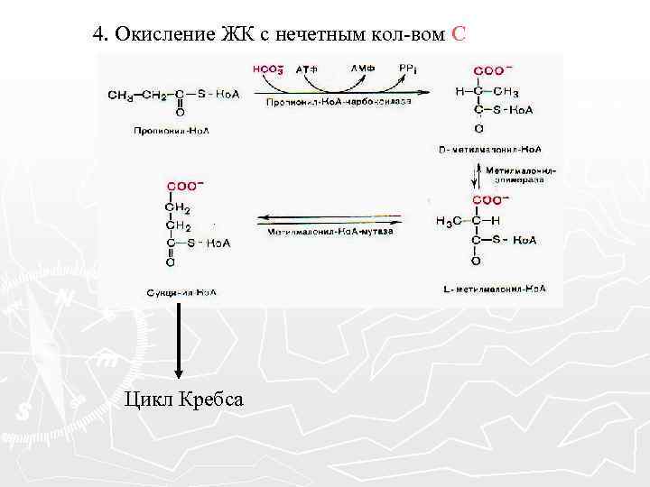 4. Окисление ЖК с нечетным кол-вом С Цикл Кребса 