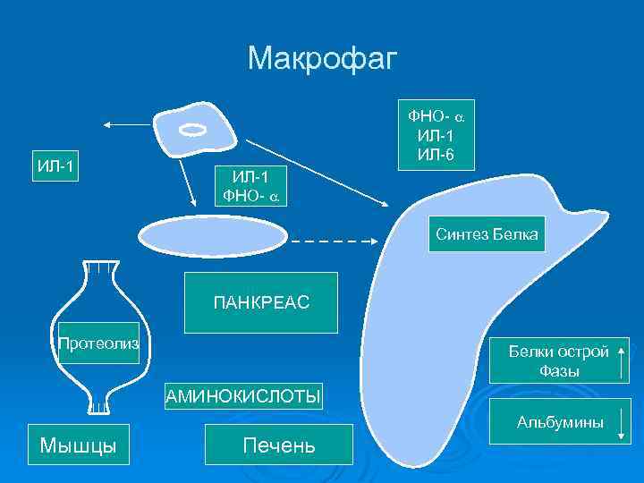 Макрофаг ИЛ-1 ФНО- ИЛ-1 ИЛ-6 ИЛ-1 ФНО- Синтез Белка ПАНКРЕАС Протеолиз Белки острой Фазы