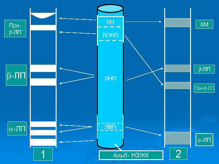ХМ Пре -ЛП ХМ ЛОНП -ЛП ЛНП Пре- -ЛП ЛВП -ЛП 1 Альб- НЭЖК