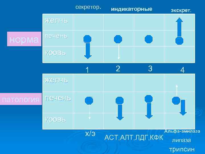 секретор. индикаторные экскрет. желчь норма печень кровь 1 2 3 4 желчь патология печень