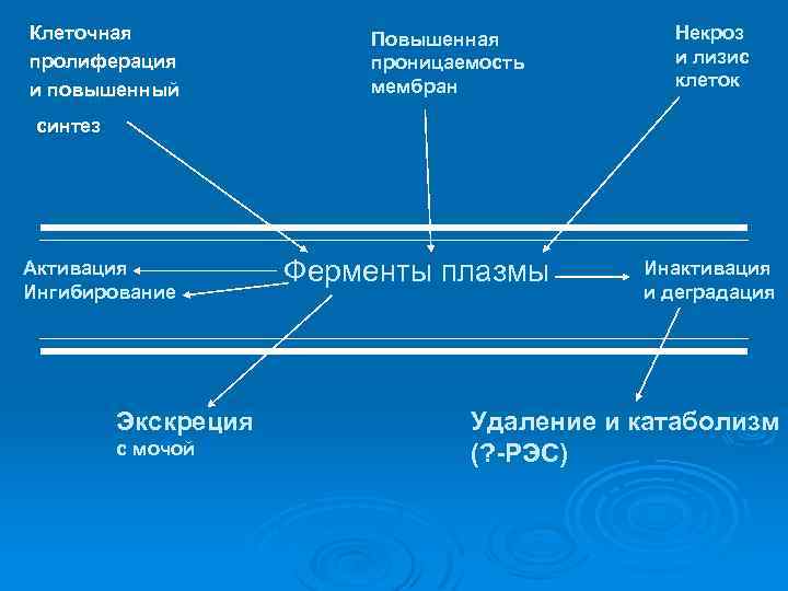 Клеточная пролиферация и повышенный Повышенная проницаемость мембран Некроз и лизис клеток синтез Активация Ингибирование