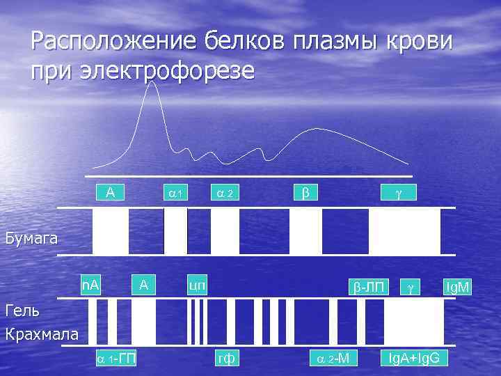 Расположение белков плазмы крови при электрофорезе 1 А 2 Бумага n. A А цп