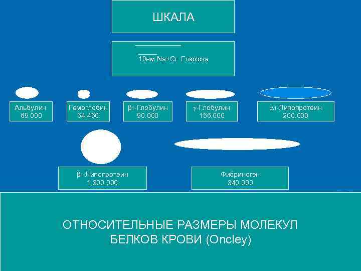 ШКАЛА 10 нм Na+Cr Глюкоза Альбулин 69. 000 Гемоглобин 64. 450 1 -Глобулин 90.
