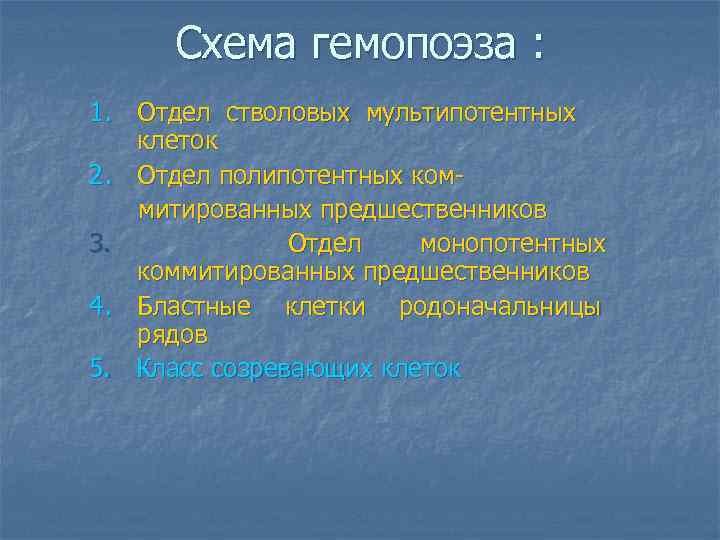 Схема гемопоэза : 1. Отдел стволовых мультипотентных клеток 2. Отдел полипотентных коммитированных предшественников 3.
