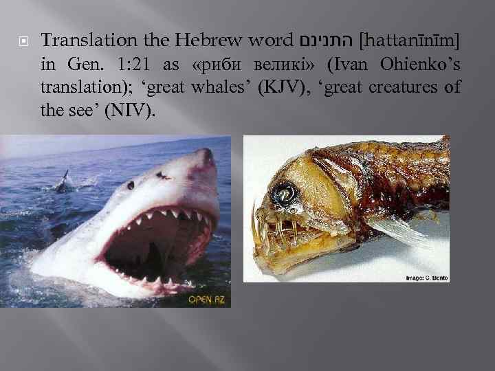  Translation the Hebrew word [ התנינם hattanīnīm] in Gen. 1: 21 as «риби