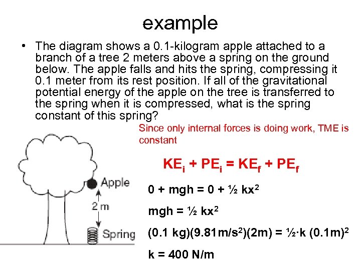 example • The diagram shows a 0. 1 -kilogram apple attached to a branch