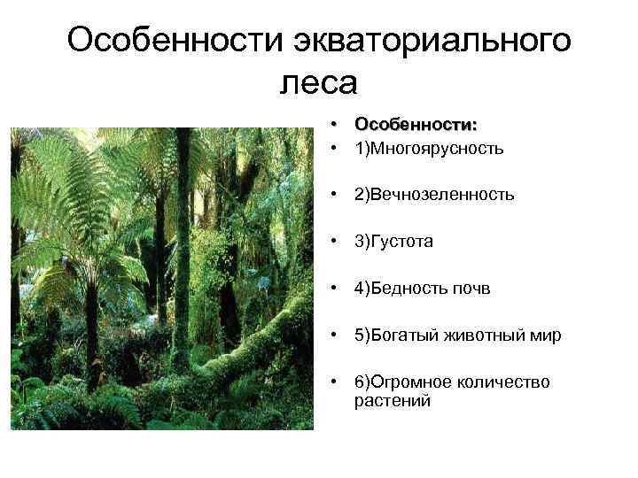 Особенности экваториального леса • Особенности: • 1)Многоярусность • 2)Вечнозеленность • 3)Густота • 4)Бедность почв