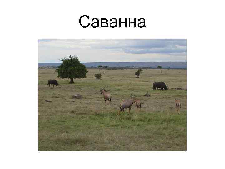 Саванна 