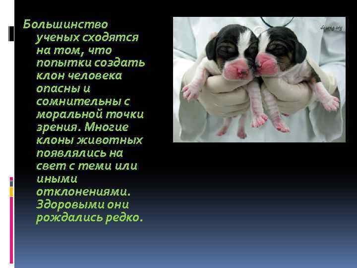 Большинство ученых сходятся на том, что попытки создать клон человека опасны и сомнительны с