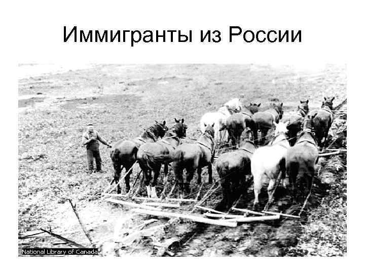 Иммигранты из России 