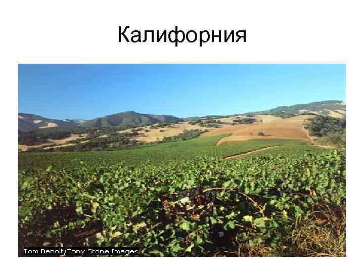 Калифорния 