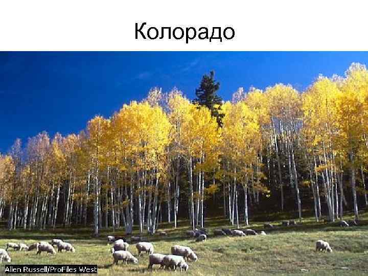 Колорадо 