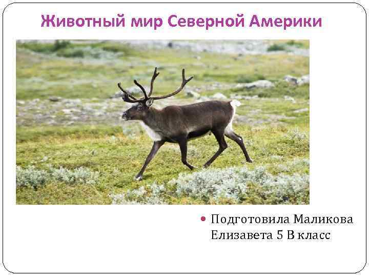Животный мир Северной Америки Подготовила Маликова Елизавета 5 В класс 