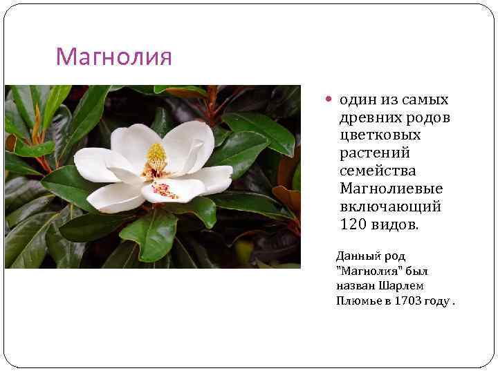 Магнолия один из самых древних родов цветковых растений семейства Магнолиевые включающий 120 видов. Данный