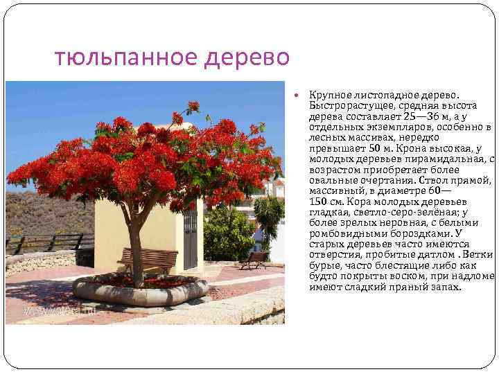 тюльпанное дерево Крупное листопадное дерево. Быстрорастущее, средняя высота дерева составляет 25— 36 м, а