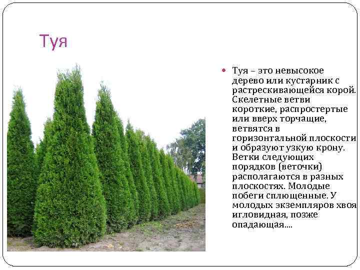 Туя – это невысокое дерево или кустарник с растрескивающейся корой. Скелетные ветви короткие, распростертые