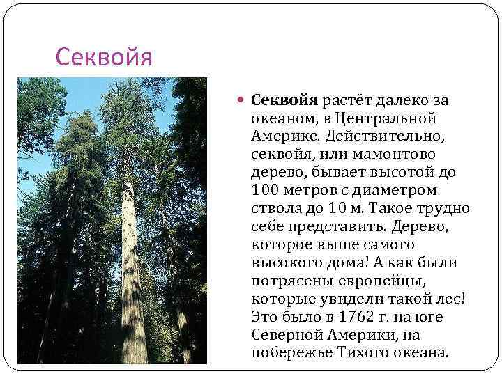 Секвойя растёт далеко за океаном, в Центральной Америке. Действительно, секвойя, или мамонтово дерево, бывает