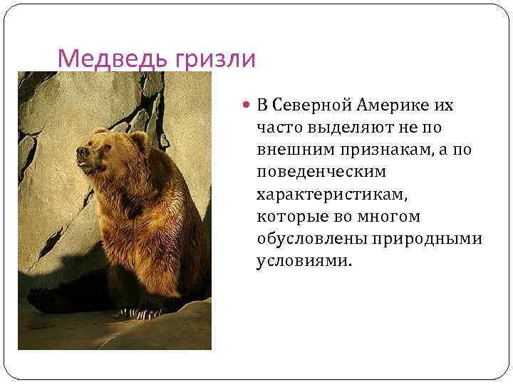 Медведь гризли В Северной Америке их часто выделяют не по внешним признакам, а по
