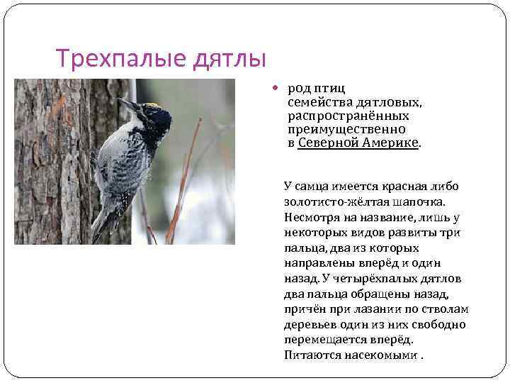 Трехпалые дятлы род птиц семейства дятловых, распространённых преимущественно в Северной Америке. У самца имеется