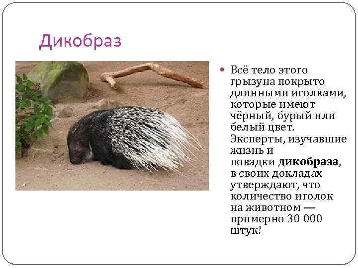 Дикобраз Всё тело этого грызуна покрыто длинными иголками, которые имеют чёрный, бурый или белый