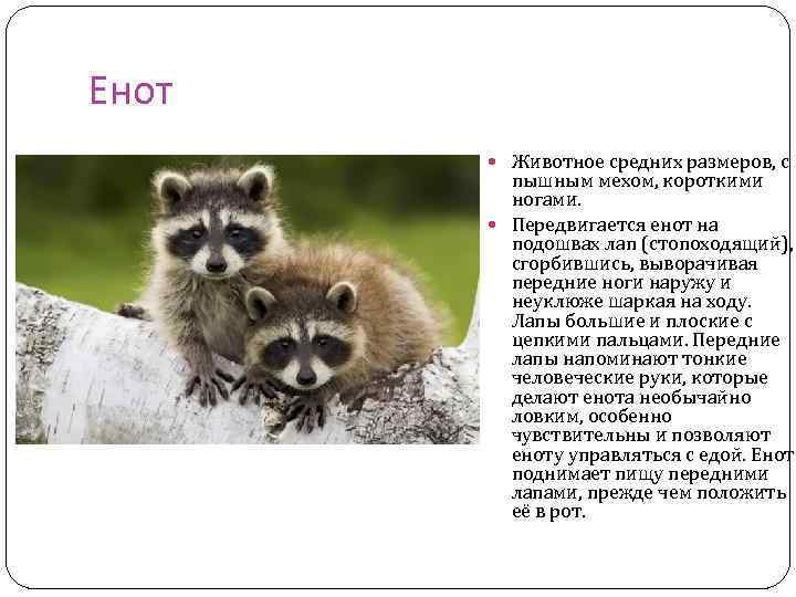 Енот Животное средних размеров, с пышным мехом, короткими ногами. Передвигается енот на подошвах лап