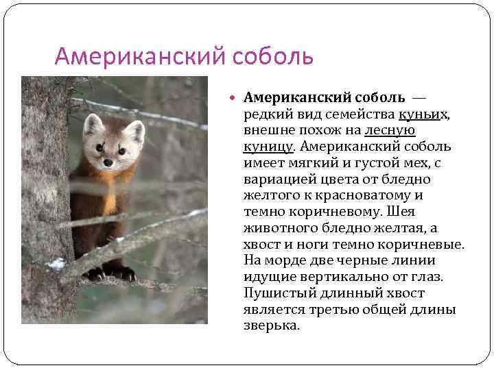 Американский соболь — редкий вид семейства куньих, внешне похож на лесную куницу. Американский соболь