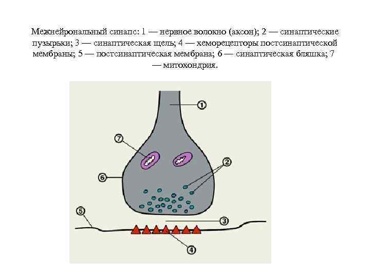 Межнейрональный синапс: 1 — нервное волокно (аксон); 2 — синаптические пузырьки; 3 — синаптическая
