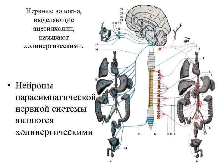 Нервные волокна, выделяющие ацетилхолин, называют холинергическими. • Нейроны парасимпатической нервной системы являются холинергическими 