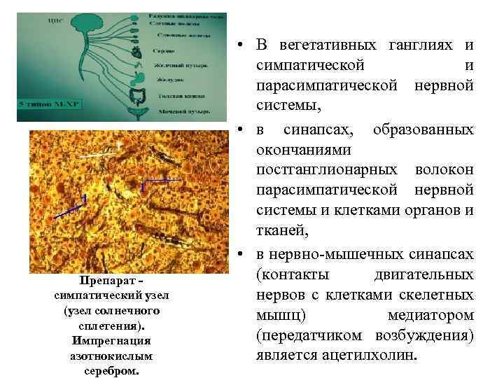  Препарат - симпатический узел (узел солнечного сплетения). Импрегнация азотнокислым серебром. • В вегетативных