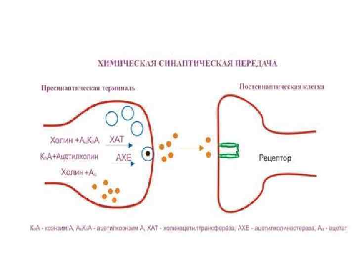 Холинергические синапсы фармакология презентация