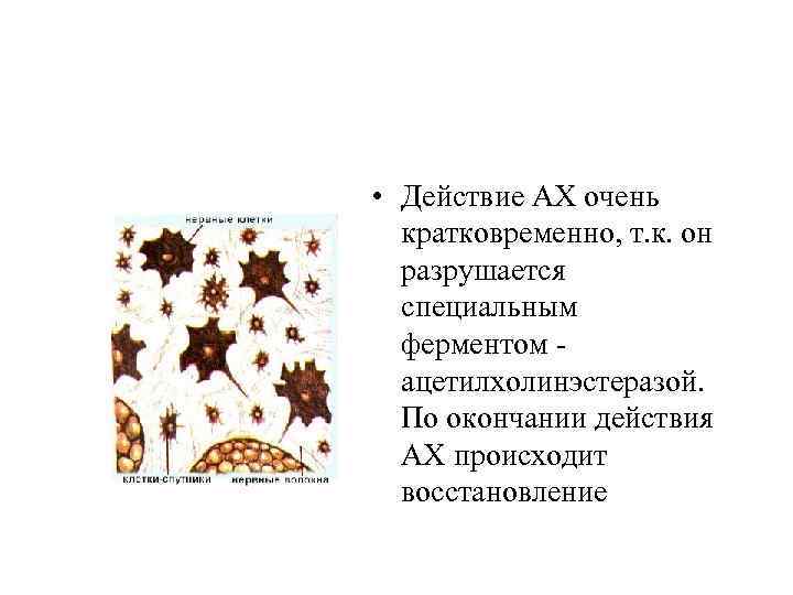  • Действие АХ очень кратковременно, т. к. он разрушается специальным ферментом ацетилхолинэстеразой. По