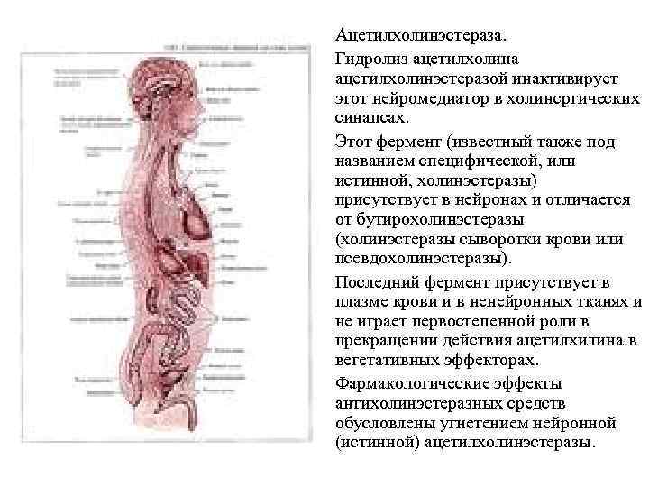  • Ацетилхолинэстераза. • Гидролиз ацетилхолина ацетилхолинэстеразой инактивирует этот нейромедиатор в холинсргических синапсах. •